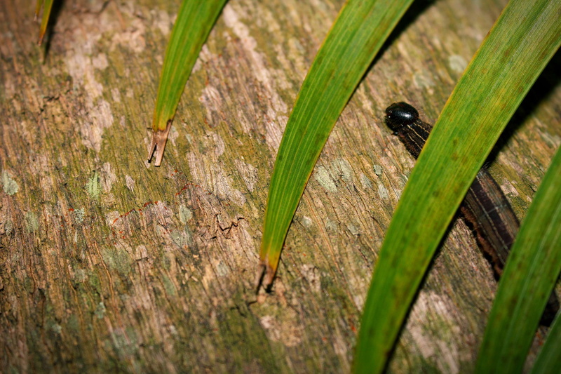 green color, leaf, no people, 4K, plant part, animal themes, high angle view, wood - material, day, selective focus, invertebrate, centipede, one animal