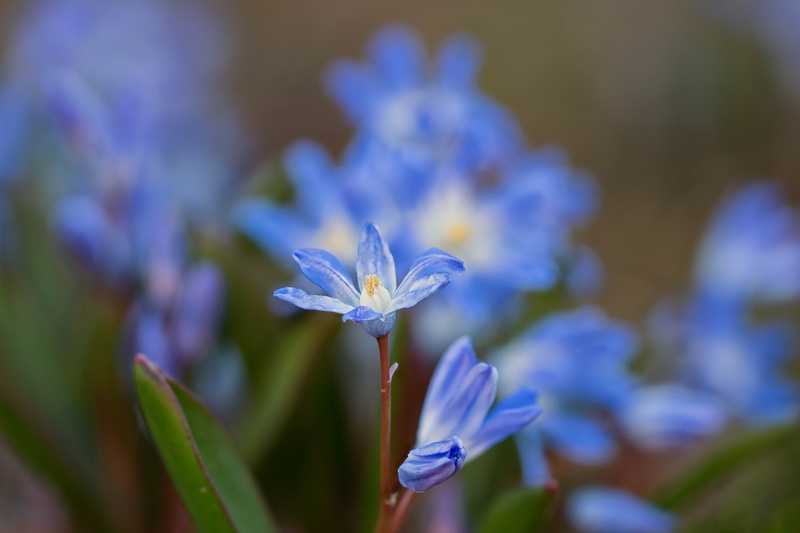 two, closeup, flowers, Denver Botanic Gardens, photography, close-up, Blues, close-up photography, Springtime, nature, 5K, flower, Colorado, summer, close