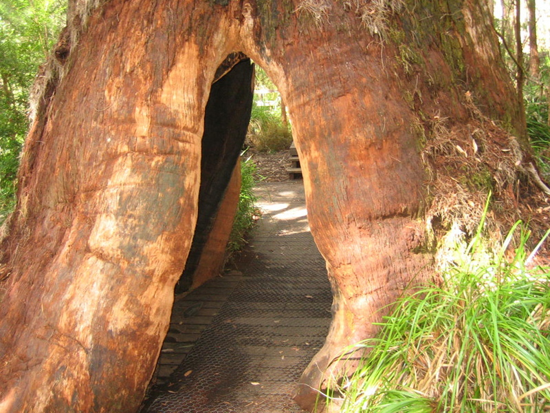 tree, western australia, tree trunk, travel destinations, land, underneath, nature, tunnel, direction, 1080P, beauty in nature, opening, hollow tree, path