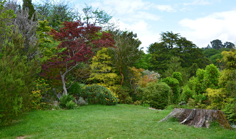 no people, tranquil scene, vegetation, green, parklandschaft, killarney, day, tree, trees, park, tranquility, landscaped garden, county kerry, red leaf