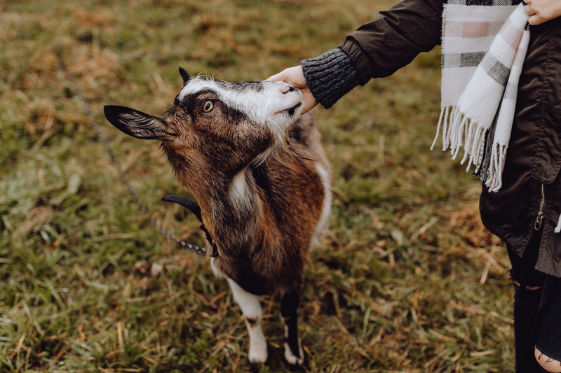 herbivorous, hand, domestic, day, field, she-goat, mammal, pasture, human body part, animal, pasturage, plant, vertebrate, goat, village, nature, human hand