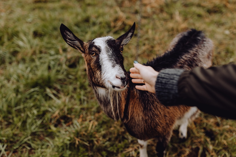 field, one person, pasturage, human body part, real people, village, one animal, hand, day, human hand, plant, domestic animals, goat, animal, nature, brown