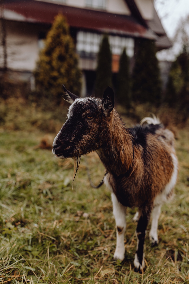 pets, cute, field, land, domestic, animal, 5K, nature, grass, pasture, grazing, mammal, focus on foreground, domestic animals, no people, vertebrate, standing