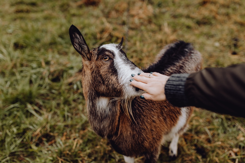 pets, animal, outdoors, one person, one animal, grass, human body part, cute, goat, hand, touching, village, day, pasture, mammal, pasturage, domestic animals