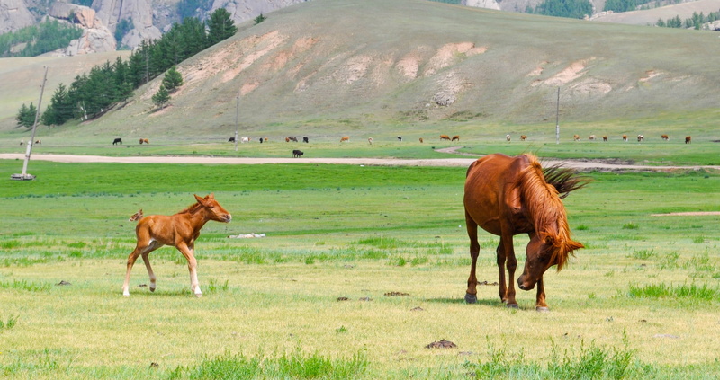 scenics, meadow, Horse, two, grazing, rural Scene, 2K, vertebrate, landscape, Foal, horses, group of animals, pets, livestock, environment, land, field
