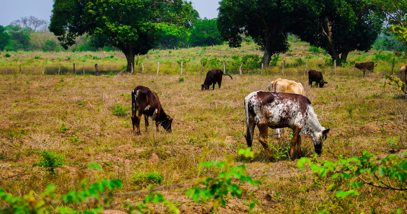 field, green color, 5K, animal wildlife, landscape, agriculture, group of animals, outdoors, tamed, farm, land, plant, longhorn, herbivorous, herd, nature