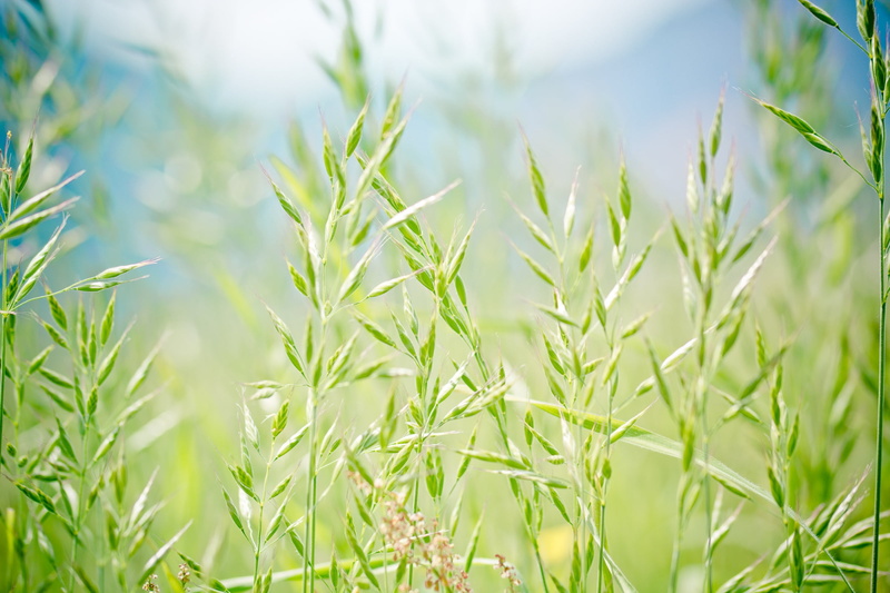 halme, growth, land, landscape, grasses, licorice, springtime, festuca pratensis, outdoors, blades of grass, flora, farm, wild grasses, plant, fescue, rural scene