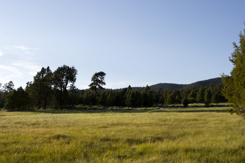 land, environment, copy space, alpine, forest, day, grassland, summer, plant, pasture, scenics - nature, no people, outdoors, grass, non-urban scene, pasturage