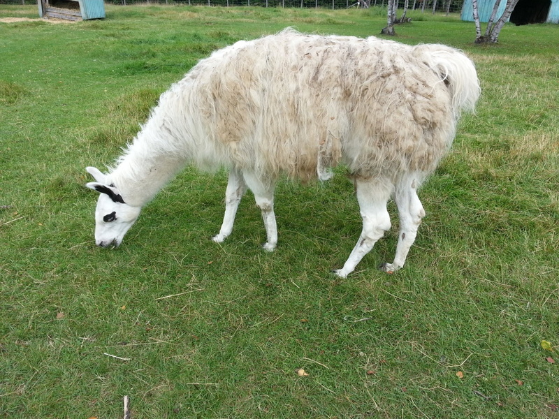 pasture, grazing, field, animal, mammal, no people, pasturage, white color, land, green color, outdoors, llama, domestic animals, vertebrate, livestock