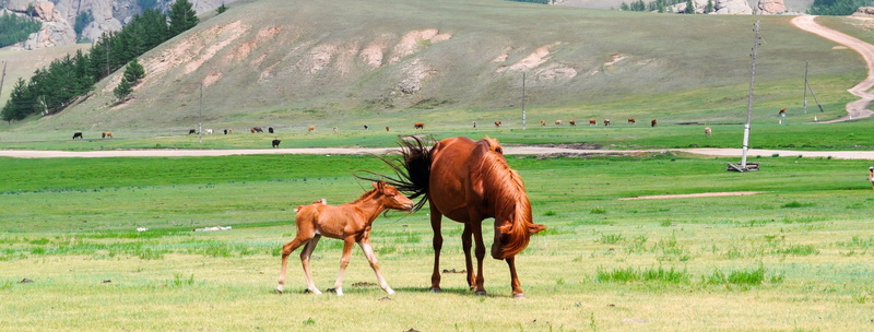 no people, brown, mongolia, green, outdoors, horse, field, baby, environment, landscape, mother, young, group of animals, agriculture, animal themes, mammal