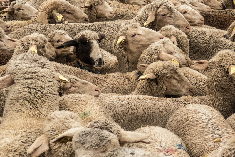 Pasturage, pastor, livestock, animals And Pets, mesta, domestic animals, Montonera, animal, herbivorous, Sheep, vertebrate, tranhumancia, 4K, yellow, group Of Animals