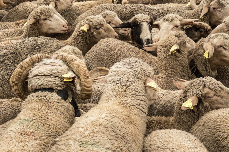 rural Scene, animal themes, no people, nature, wool, agriculture, domestic animals, sunlight, montonera, flock Of Sheep, domestic, natural, mammal, day