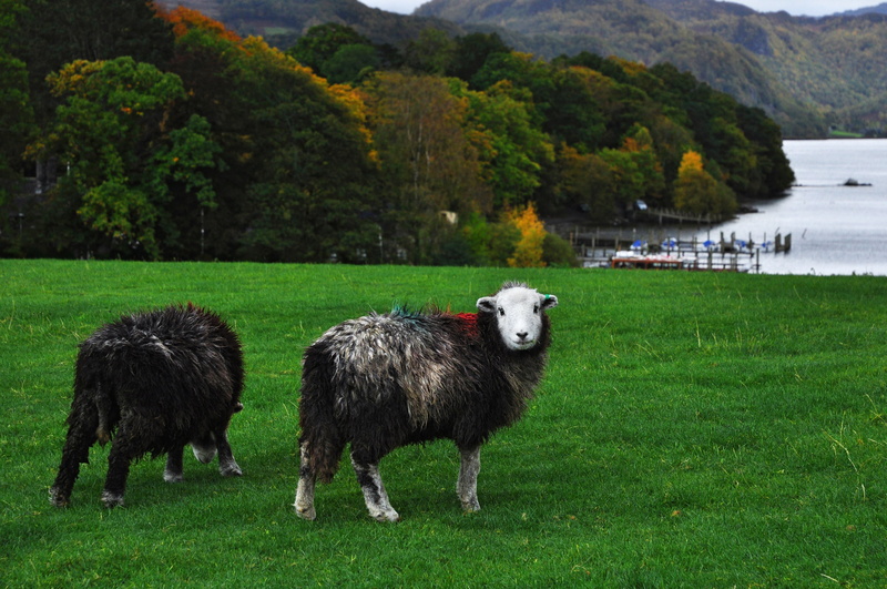 land, season, animal, herbivorous, wool, rural, pasture, domestic, grazing, autumn, day, group of animals, mammal, agriculture, 4K, livestock, graze, sheep