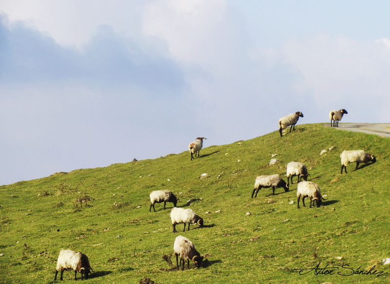 outdoors, livestock, pets, lamb, eat, mammal, pasture, clouds, flock Of Sheep, nature, 4K, large group of animals, Sheep, domestic, field, meadow, Pasturage