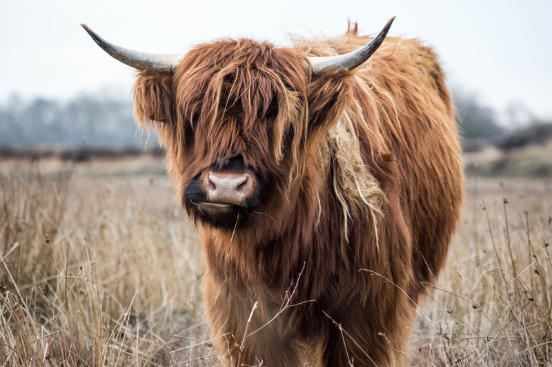 close -up, horns, grassland, animal hair, nature, sky, animal photography, yak, vertebrate, domestic, 5K, hairstyle, livestock, mammal, brown, landscape