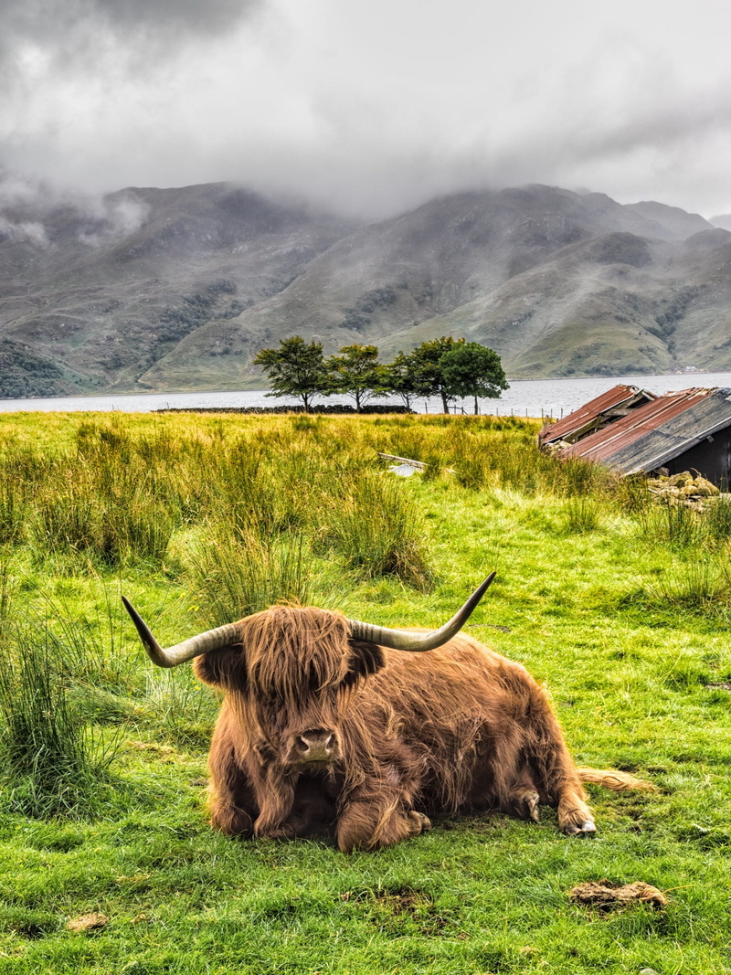 countryside, highlands, green color, farm animals, domestic, livestock, land, animal wildlife, highland cattle, domestic animals, vertebrate, cow, animal themes