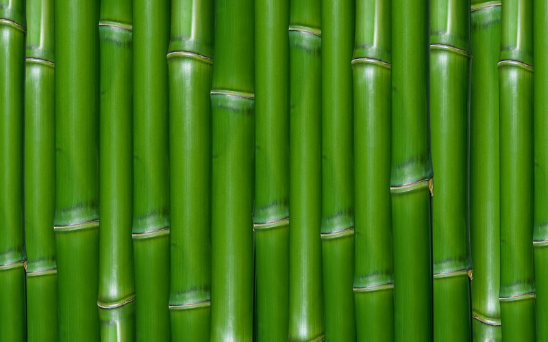 leaf, close-up, nature, large group of objects, repetition, tropical Rainforest, indoors, business, side by side, tropical Climate, backgrounds, japan