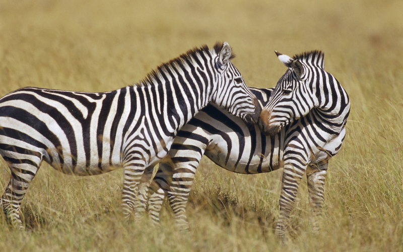 animal, two, safari Animals, semi-arid, herbivorous, group of animals, strips, animals In The Wild, masai Mara, wildlife Reserve, zebra, stand, steppe