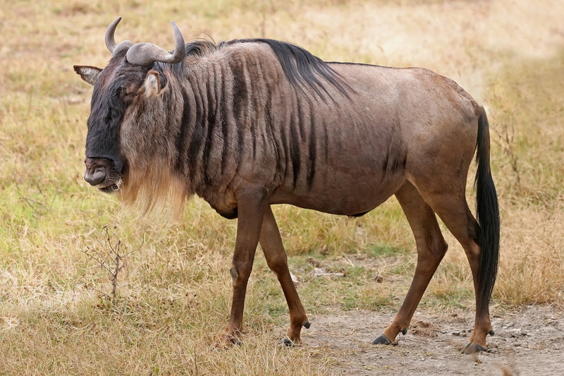 safari, africa, horned, herbivorous, plant, vertebrate, wildlife Reserve, grazing, animal wildlife, profile view, kenya, green Color, outdoors, wildebeest