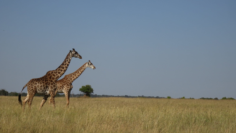 masai Mara National Reserve, wilderness Area, animals And Pets, environment, east Africa, animal, tanzania, mammal, steppe, field, side view, wildlife Reserve