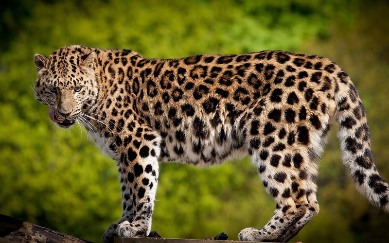 masai Mara National Reserve, predator, plain, endangered Species, wildlife Reserve, majestic, side view, carnivora, savannah, big Cat, nature, beauty In Nature