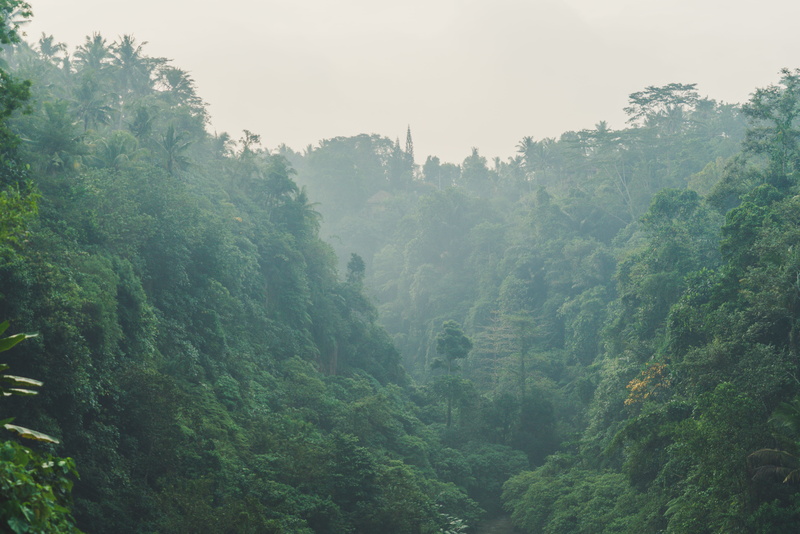 paolo, scenics - nature, sonya7rii, landscape, outdoors, natural, forest, beauty in nature, land, nature, download, tranquility, plant, foliage, indonesia