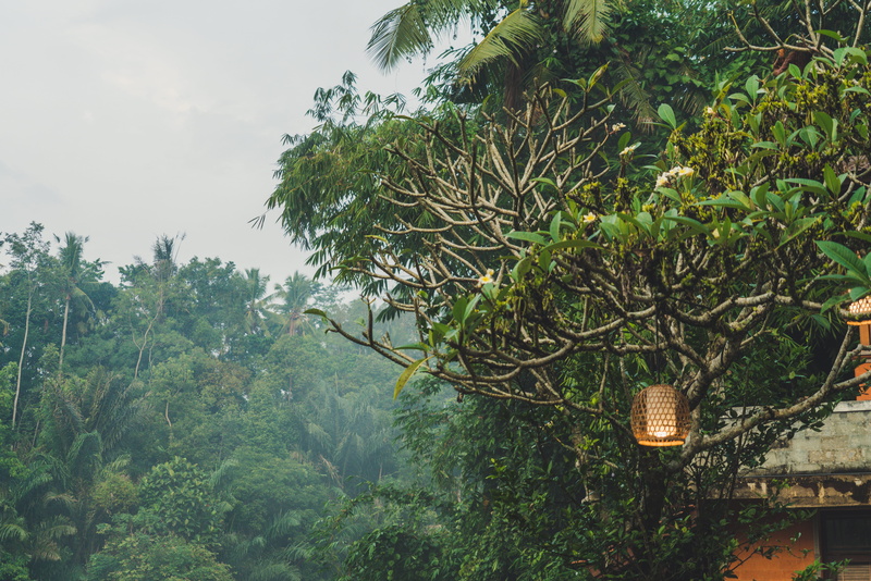 green color, travel, palm, paolo, lamp, travelling, ubud, bali, lush foliage, paolo nicolello, foliage, tranquil scene, low angle view, nature, hanging
