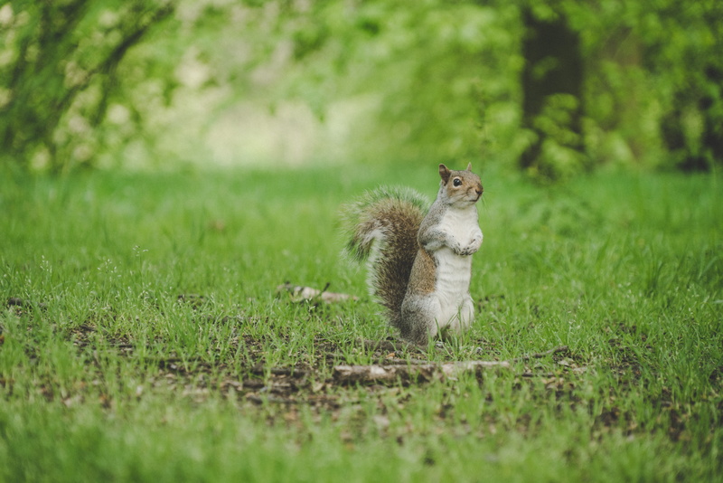 animals in the wild, looking, garden, profile view, focus, forest, vertebrate, a7rii, land, 8K, new feed, no people, standing, look, up, grass, hand, outdoor