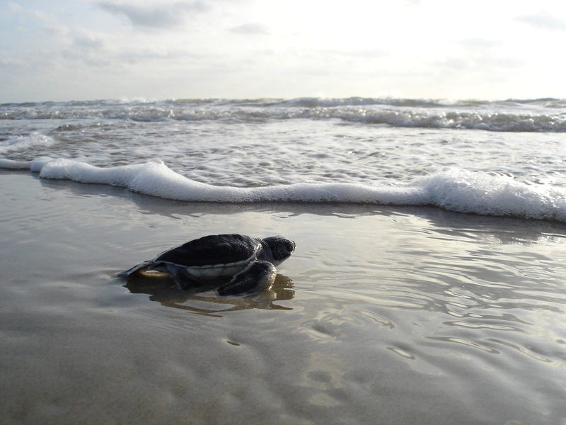 sky, animal wildlife, outdoors, no people, ocean, turtle, sand, crawling, baby, cloud - sky, animal, animal themes, body, nature, wildlife, beauty in nature