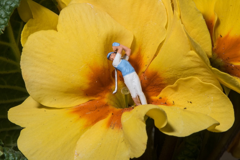 petal, little man, spring, figurine, one person, sport, dwarf, miniature, colorful fantasy, 1080P, fragility, miniature world, flowers, pollen, hibiscus