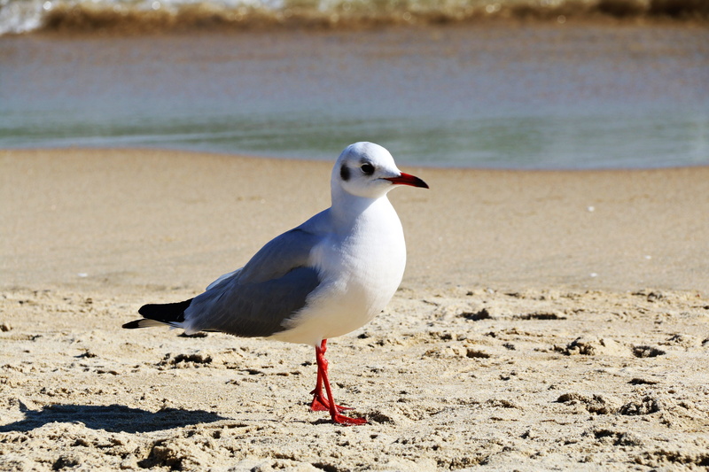loneliness, perching, beautiful scenery, waves, coast, sand, the main screen, animal, solitude, busan, lonely fort, the wait, land, lonely, animal wildlife