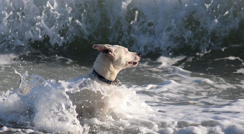 mammal, no people, summer, splash, white, animal themes, shadow, shore, action, nature, water splashes, cooling, pet, domestic animals, sea, fun, purebred dog