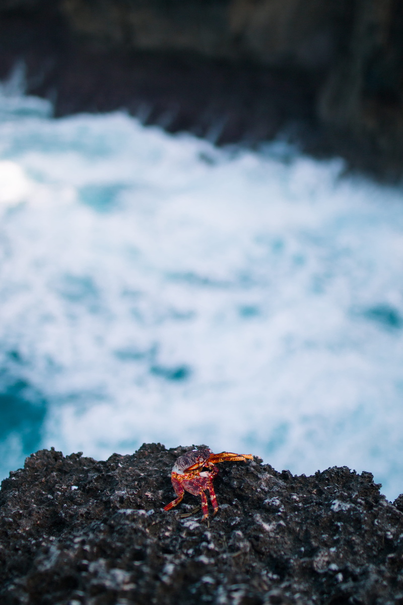 crashing wave, one animal, photography, rock, kermit, marine life, animal, animals in the wild, nature, animal wildlife, tide, 5K, rock - object, focus