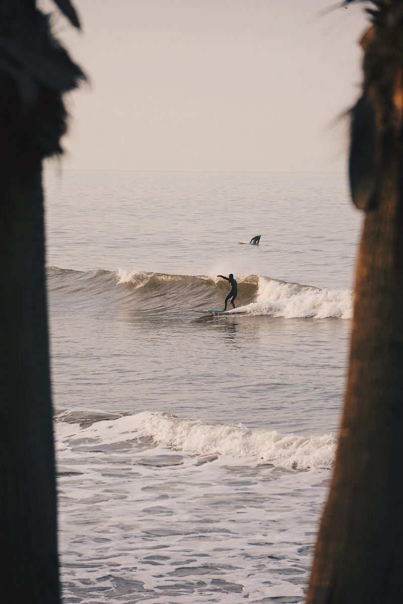 focus on background, ventura, horizon, surf, animal wildlife, animals in the wild, outdoors, bird, surfboard, palm tree, vertebrate, motion, animal themes