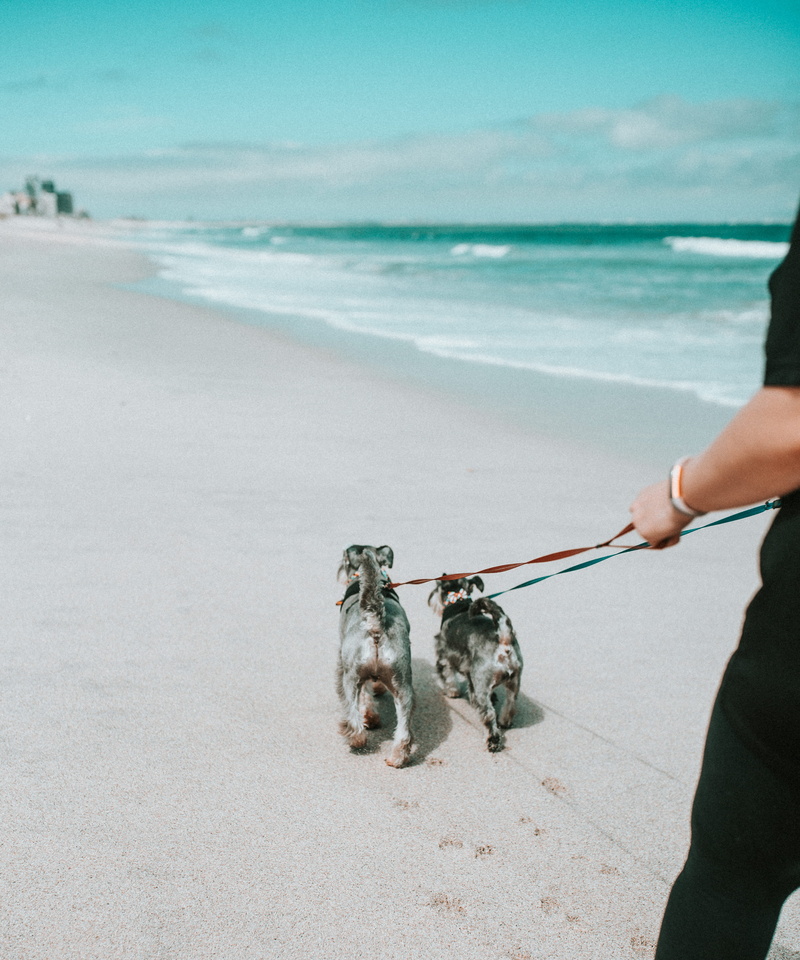 sunlight, happiness, small dog, sea, copy Space, women, togetherness, leash, dog walk, little, people, building, fun, person, domestic Animals, one Person
