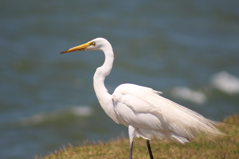 animal themes, day, animals in the wild, profile view, great, one animal, casmerodius albus, animal, heron, brazil, great egret, portrait, animal wildlife