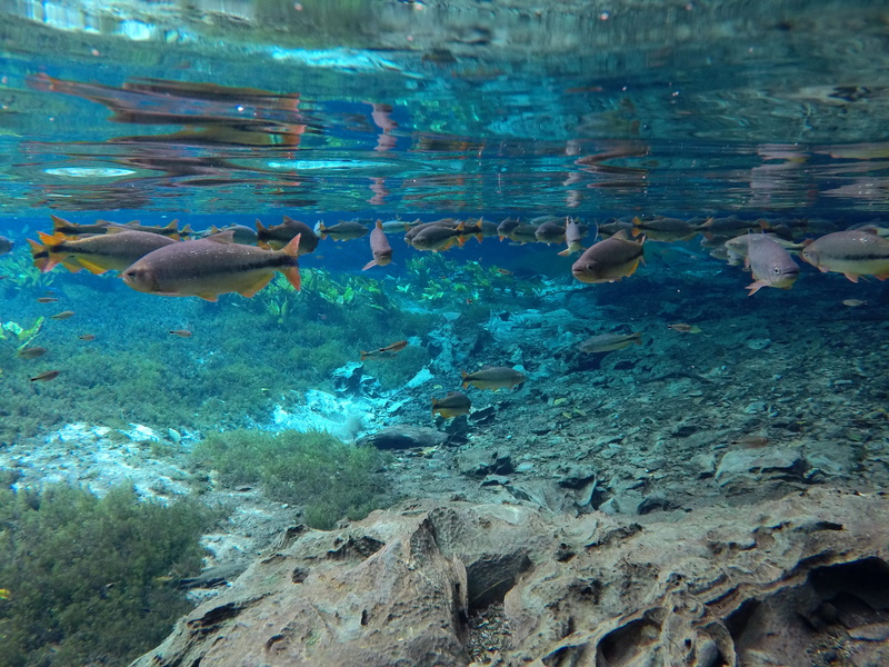 large group of animals, turquoise colored, animal wildlife, swimming, animals in the wild, 4K, ocean, day, sea, no people, sea life, nature, lake, water