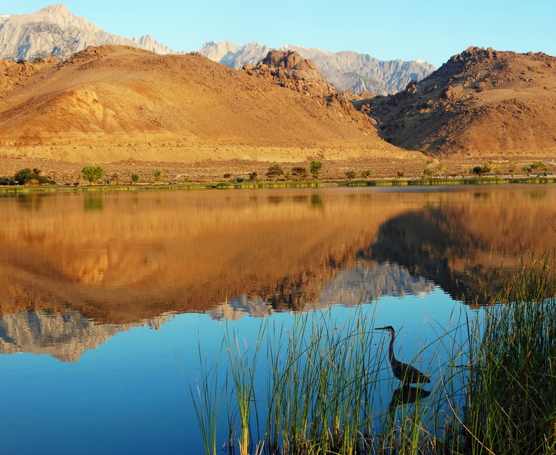 2K, USA, Volcanic, First Light, Sierra Nevada, Mt. Whitney, Reeds, landscape, Blue Heron, Birds, Reflections, Still Water, scenics, Mounds, peak, Reflection