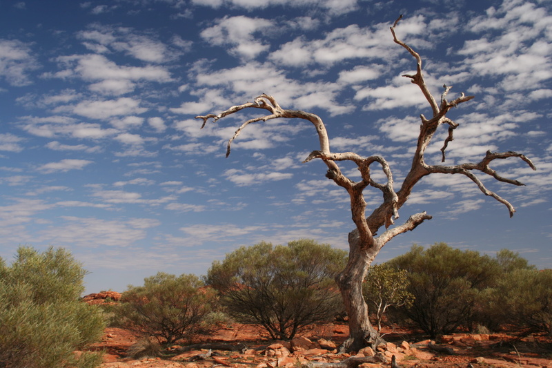 uluru, beauty in nature, non-urban scene, nature, sky, tree, australia, branch, land, no people, cloud - sky, dead plant, petermann, landscape, bare tree