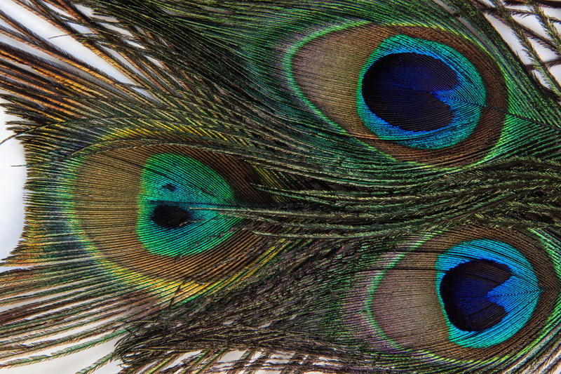 fund, background, outdoors, dark blue, 4K, bright blue, feather, animal, vogelfedenr, multi colored, backgrounds, jewellery, beauty in nature, natural pattern