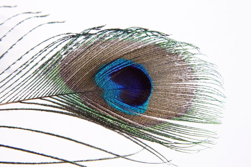 studio shot, blue peacock, black, animal themes, close-up, symbol of wealth, vertebrate, bird feather, feather, indoors, photography, black and blue, macro