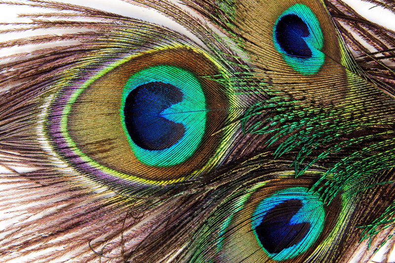 vulnerability, vogelfedenr, brown teal, peacock feather, close-up, visual ornament, blue, natural pattern, animal themes, fragility, pavo cristatus, green color