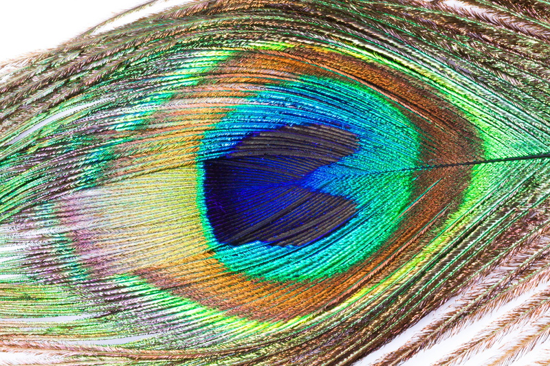 pattern, brown, pavo cristatus, structure, backgrounds, fragility, softness, background, vulnerability, blue, animal, eye, textured, colorful, jewellery