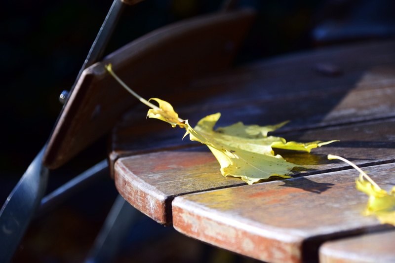 table, selective focus, animal themes, animal wildlife, animal, plant part, high angle view, autumn, Beer Garden, 5K, Autumn, close-up, chairs, plant