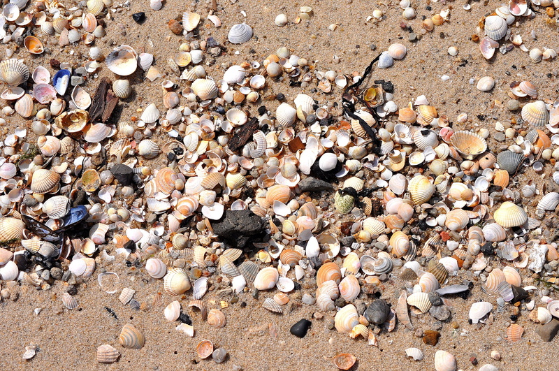 mussel shells, animal wildlife, high angle view, 2K, rock - object, shell, stone - object, pebble, mussels, outdoors, nature, land, day, full frame, solid