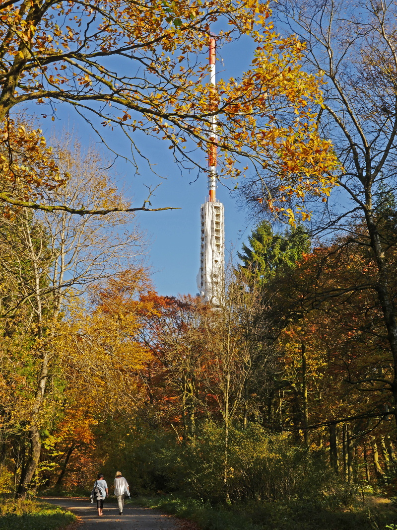 architecture, fall color, branch, colorful, growth, transmission tower, 5K, northern bright, plant, day, mixed forest, tree, nature, yellow, tower, sauerland
