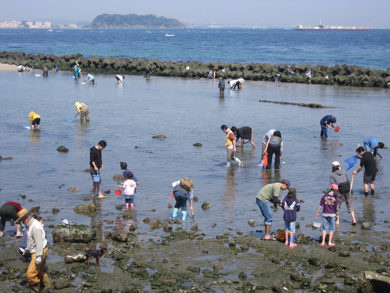 rake, vacation, lake, kids, pollution, parent, yokosuka, japanese, man, group of people, holiday, day, block, clams, water, hashirimizu beach, men, Ebb