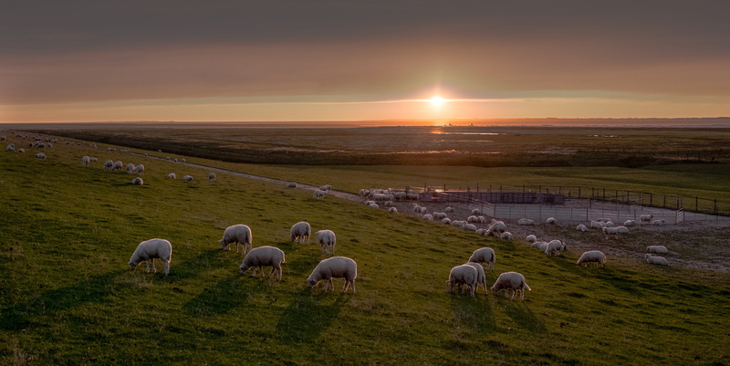 livestock, animals, grass, east frisia, 4K, herd animals, animal themes, sheep, sky, evening, agriculture, no people, summer, golden, meadow, grey, idyllic