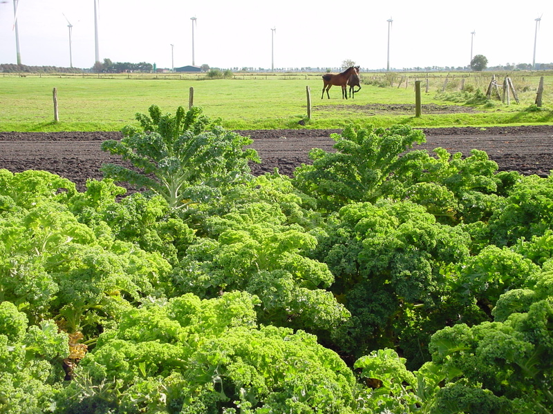 nature, animal, 1080P, East Frisia, plant, field, Landscape, one animal, ranch, mammal, animal themes, tree, Farm, green, day, growth, sky, green color