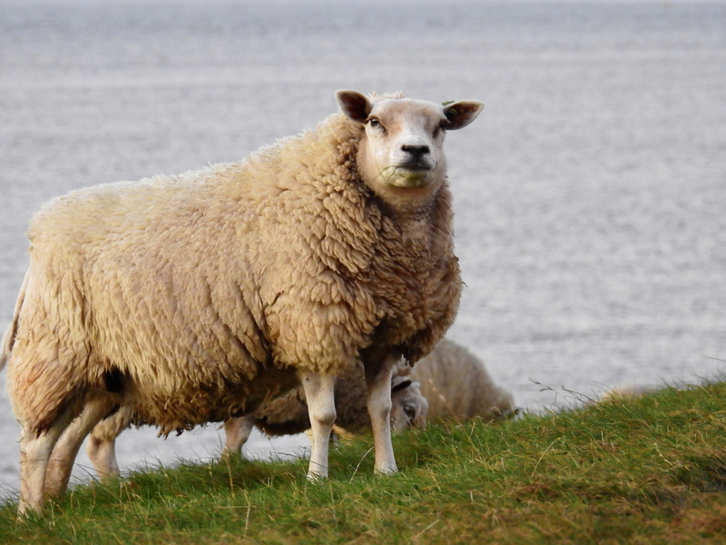 livestock, domestic, animal themes, day, more, vertebrate, lamb, one animal, plant, north sea, pets, herbivorous, portrait, mammal, grass, land, animal